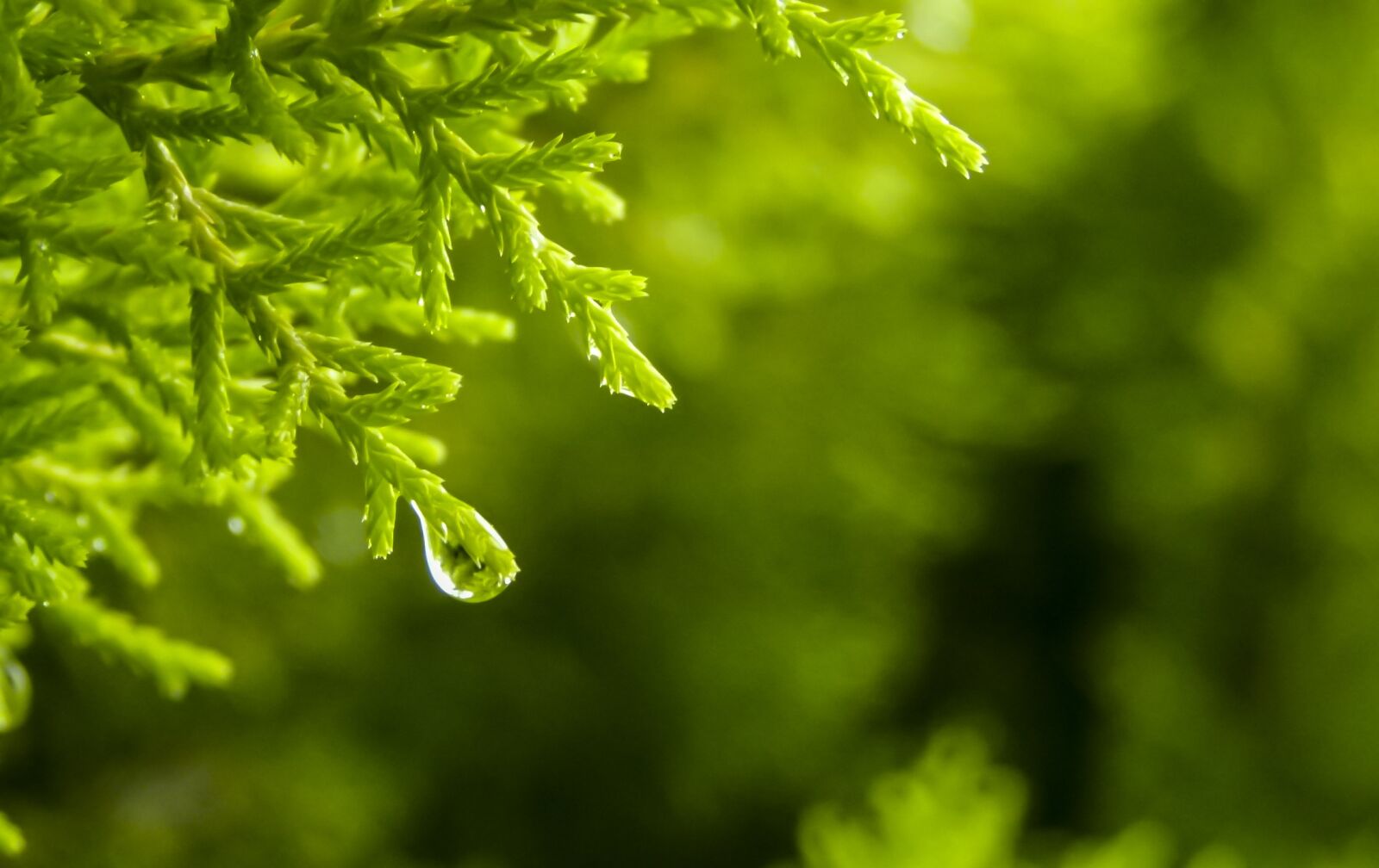 Panasonic Lumix DMC-FZ100 sample photo. Drop, rain, green photography