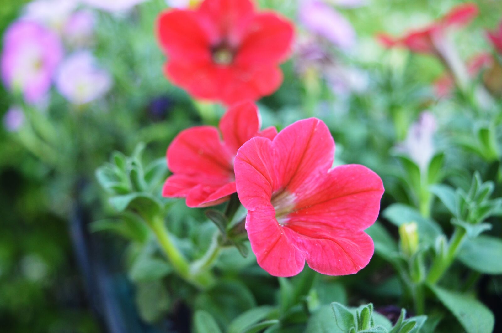 Nikon D3200 sample photo. Flowers, rossi, garden photography