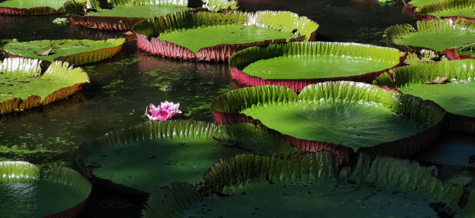 HUAWEI P30 sample photo. Wang lin, natural, the photography
