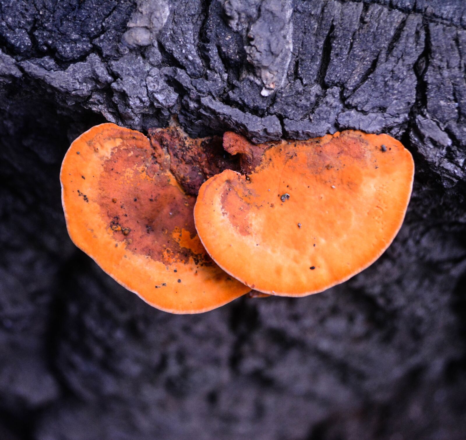 Nikon D5200 sample photo. Toadstool, mushroom, umbrella photography