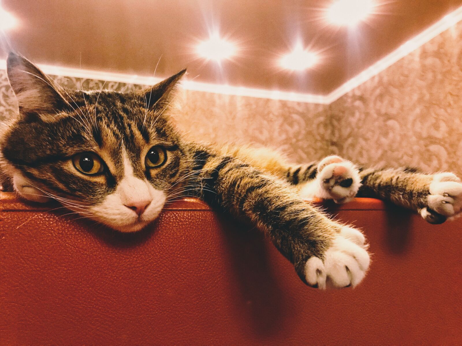 Apple iPhone 7 sample photo. Cat, cats, housecat photography