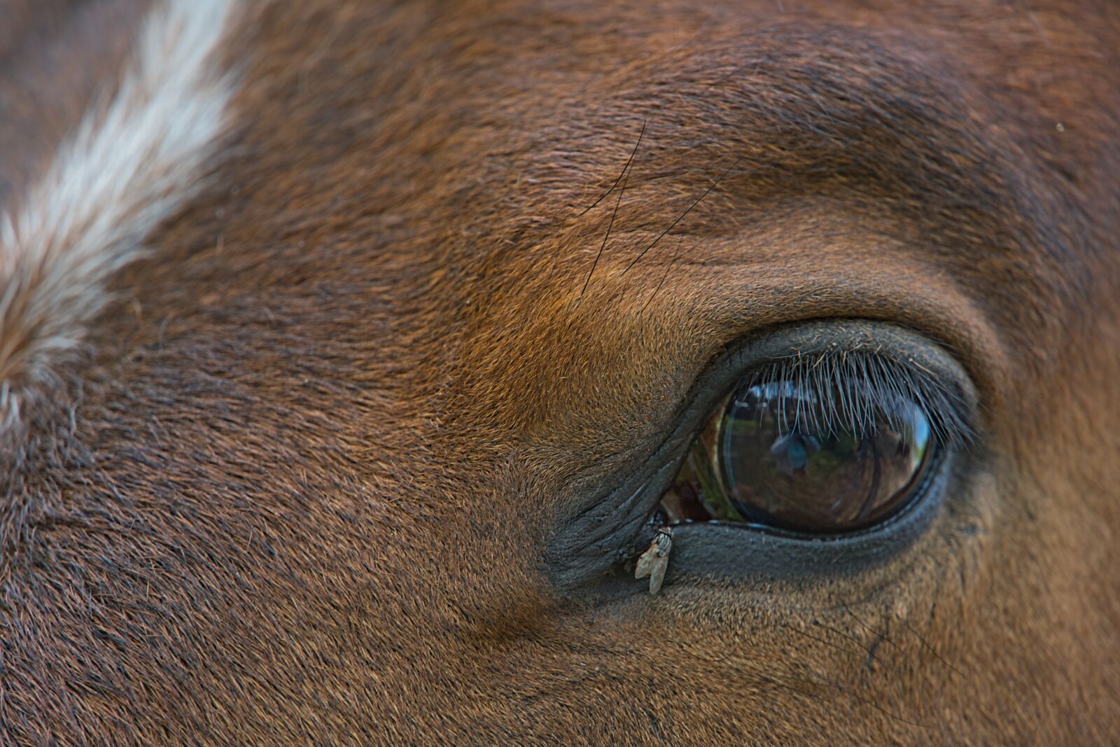 Sony a6400 sample photo. Horse, eye, mirroring photography