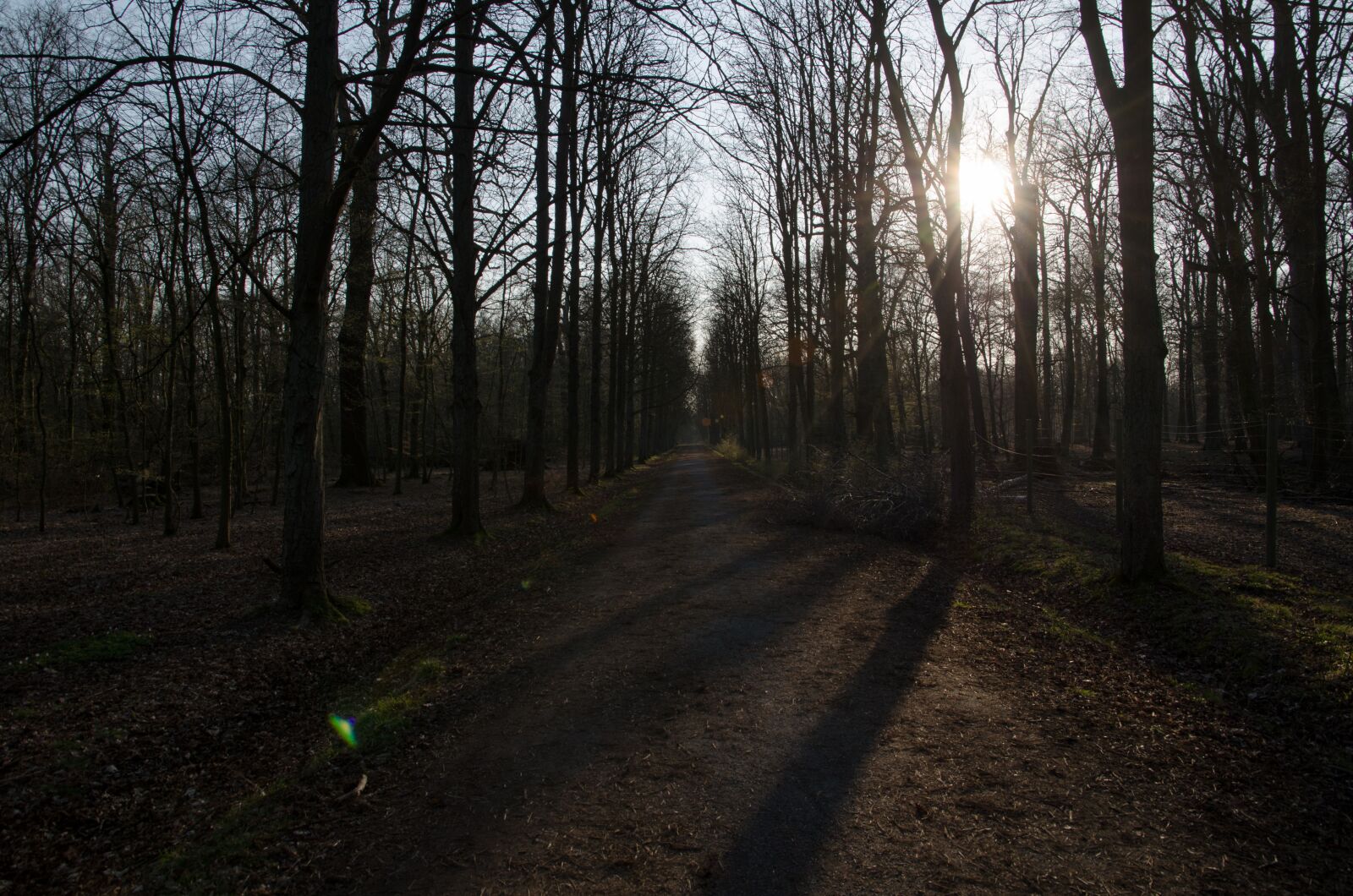Nikon D7000 sample photo. Forest, tree, nature photography