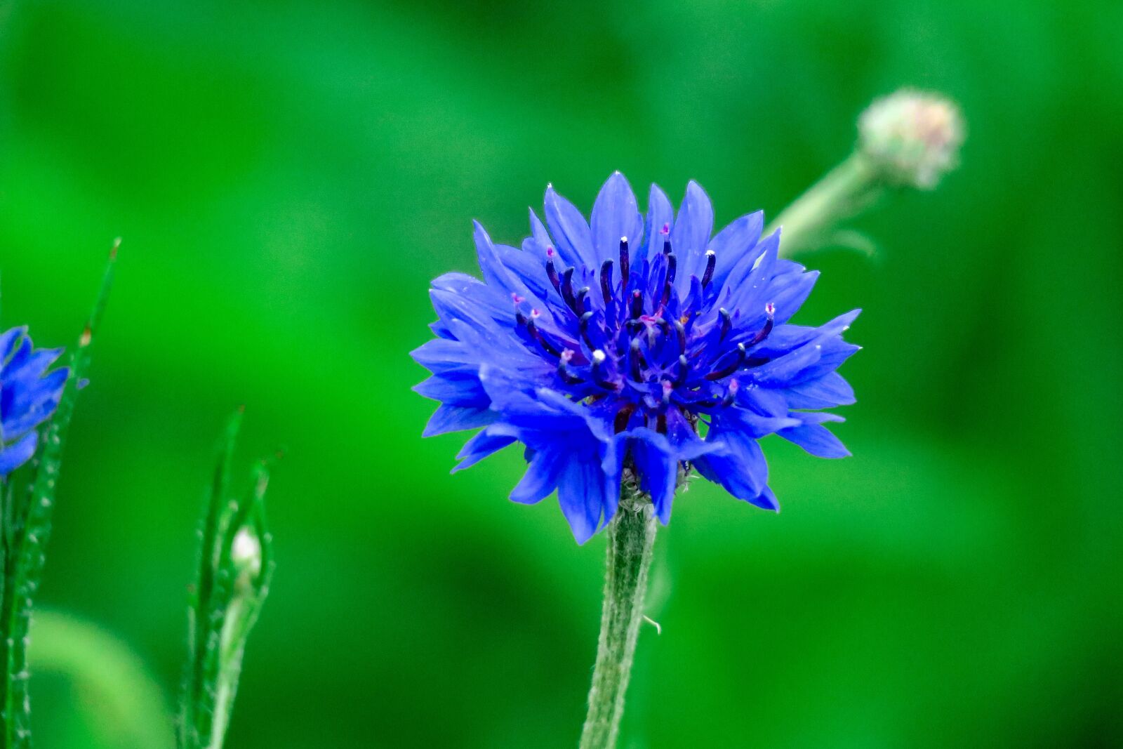 Canon PowerShot G3 X sample photo. Chicory, plant, nature photography