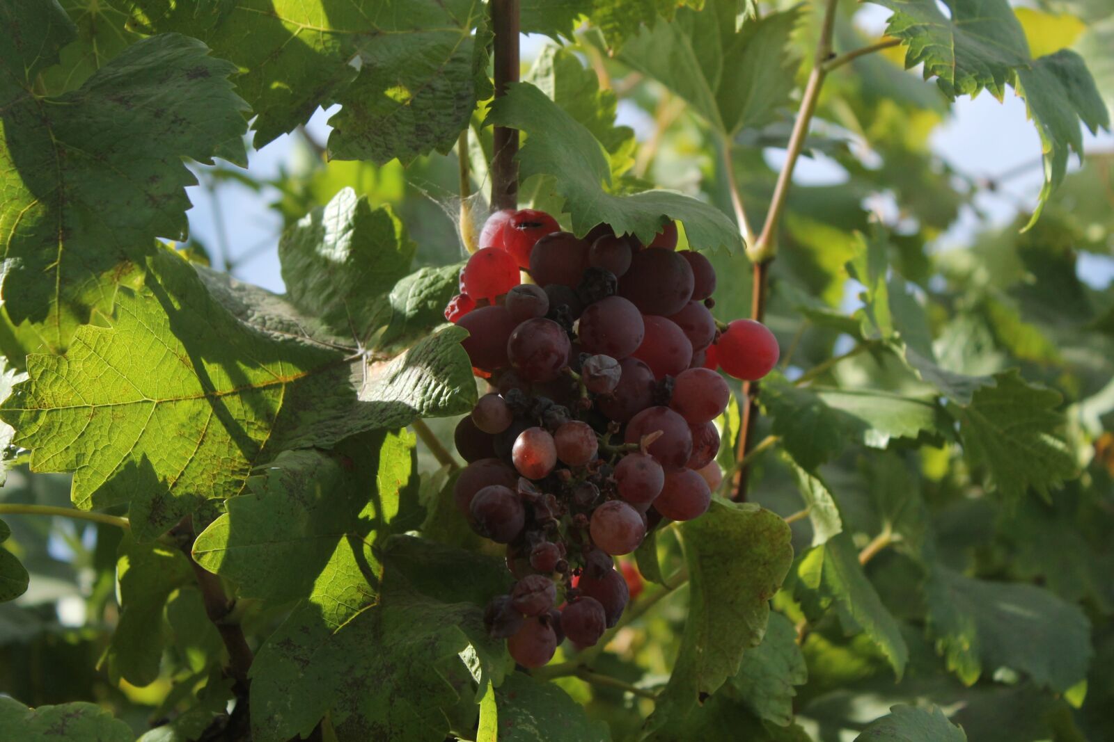 Canon EOS 1100D (EOS Rebel T3 / EOS Kiss X50) sample photo. Fruit, nature, leaf photography