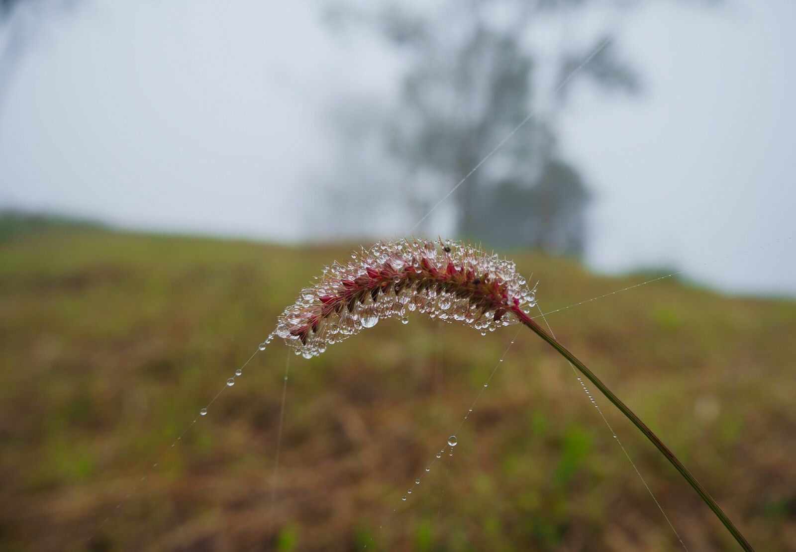 Olympus OM-D E-M10 III sample photo. Flowering grass, winter, nature photography