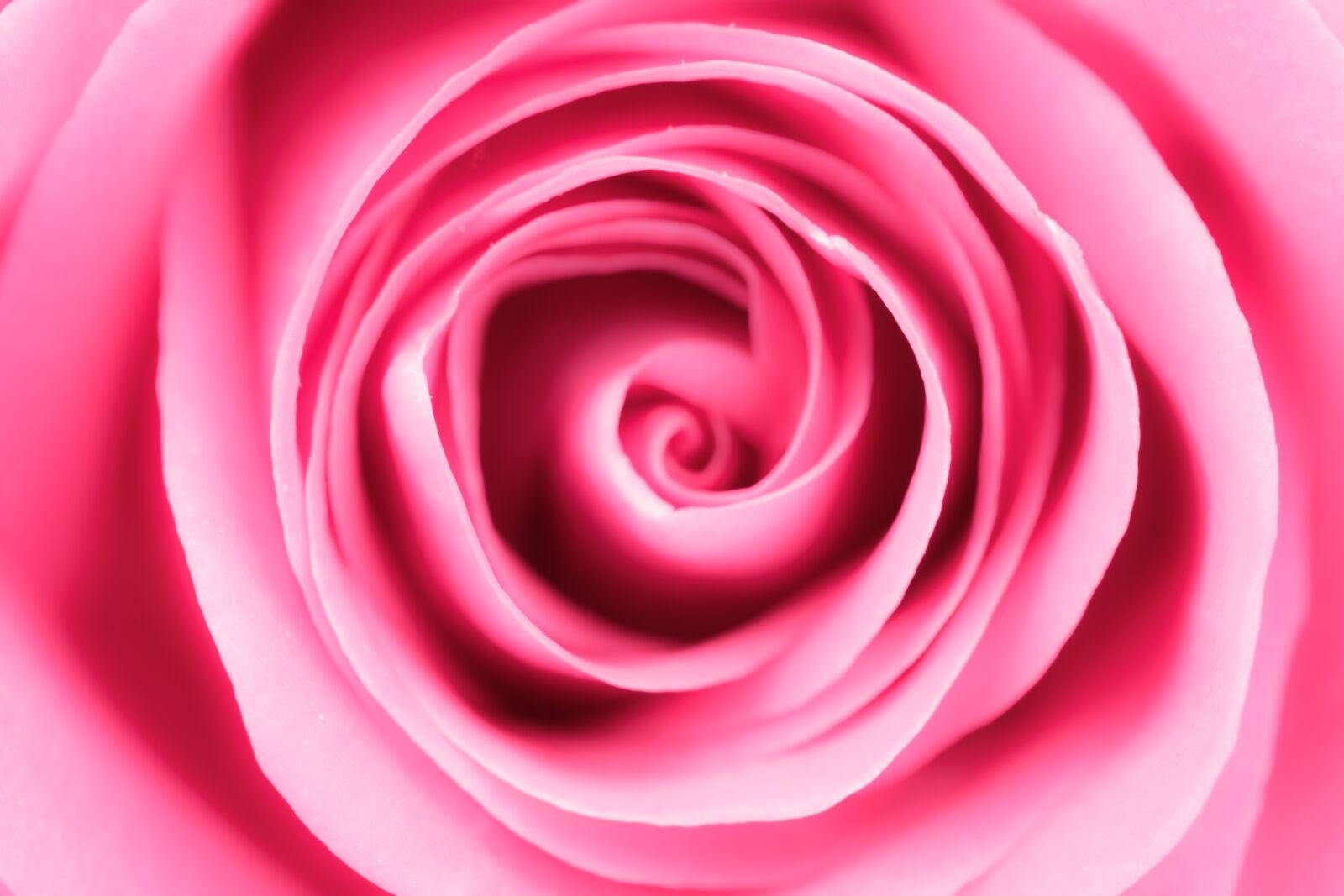 Fujifilm X-T2 + Fujifilm XF 80mm F2.8 R LM OIS WR Macro sample photo. Rose, rose bloom, blossom photography