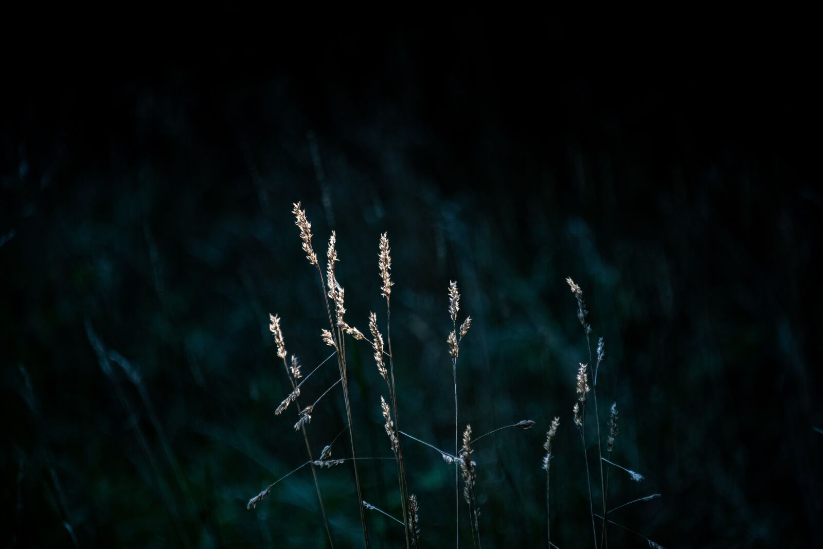 Nikon D850 sample photo. Grass, woods, mystery photography