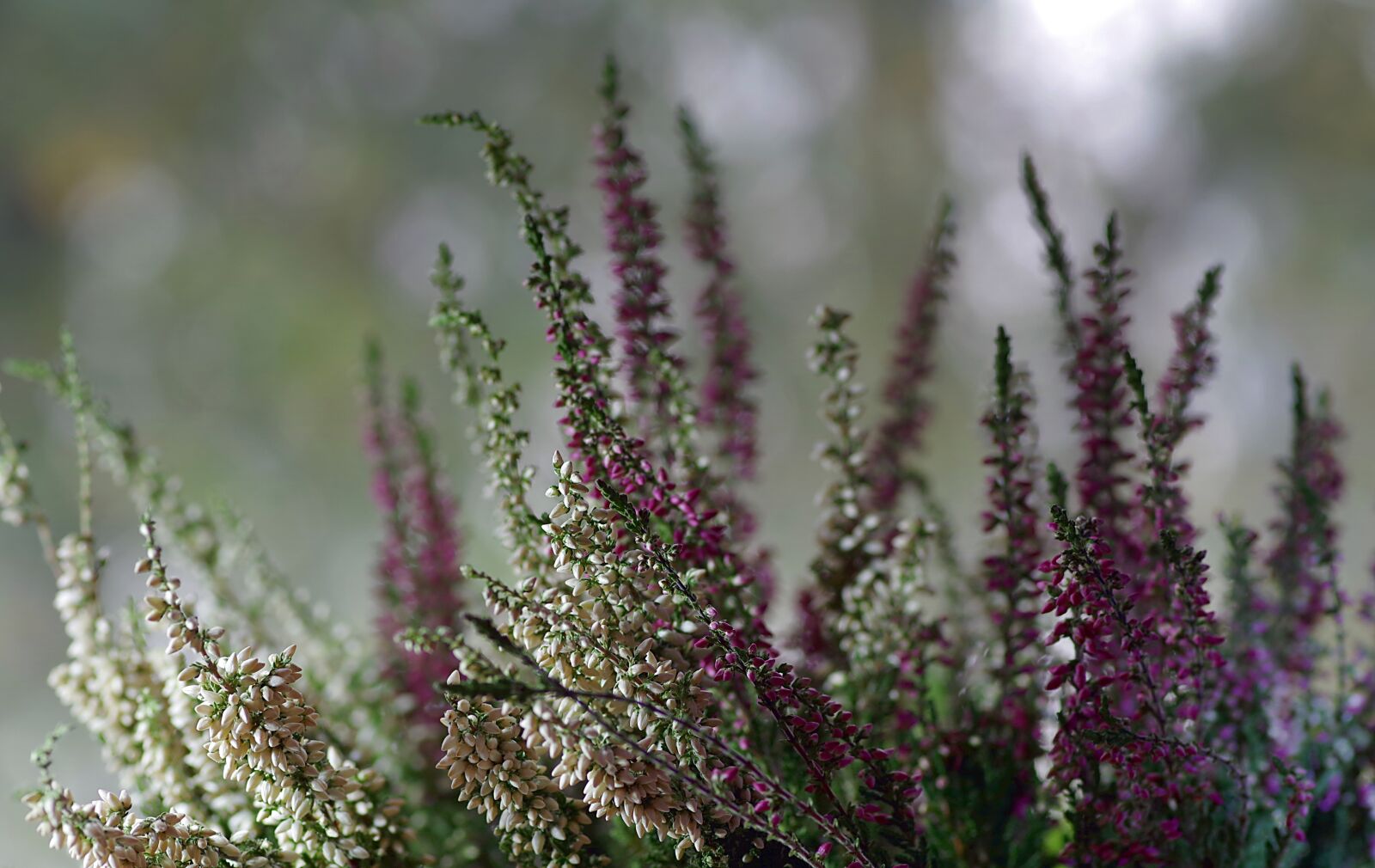 Pentax K-S2 sample photo. Heather, flower, ornament photography