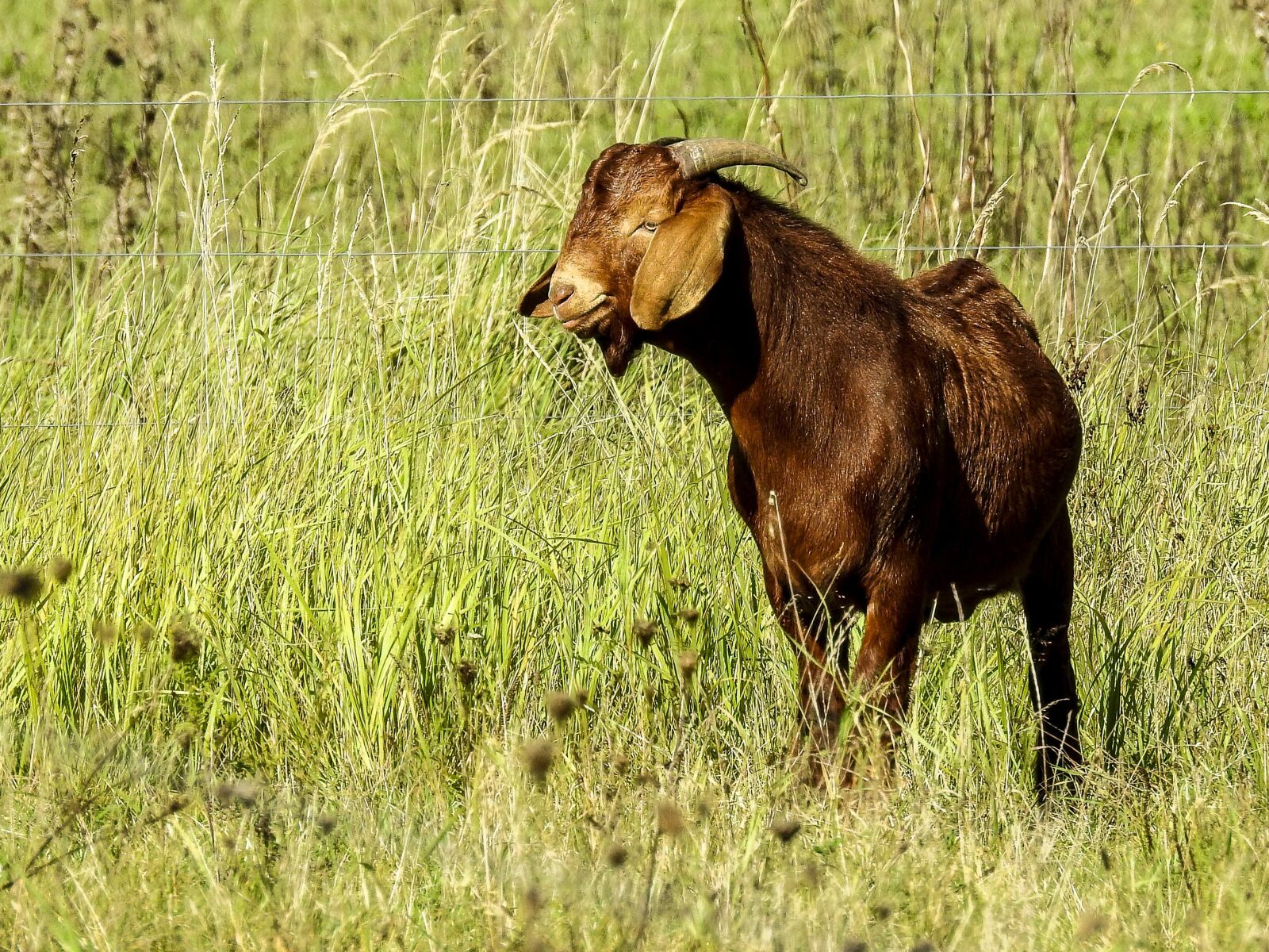 Nikon Coolpix P900 sample photo. Goat, boer goat, weidetier photography