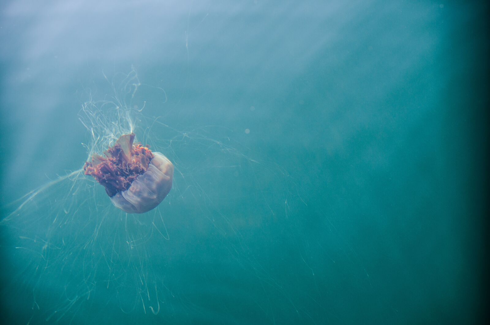 Sony SLT-A55 (SLT-A55V) sample photo. Jellyfish, sea, sea life photography