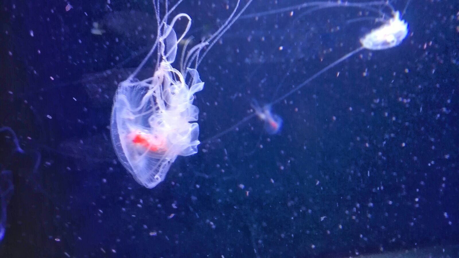 HUAWEI P8 Lite sample photo. Aquarium, jellyfish, jellyfishes, water photography