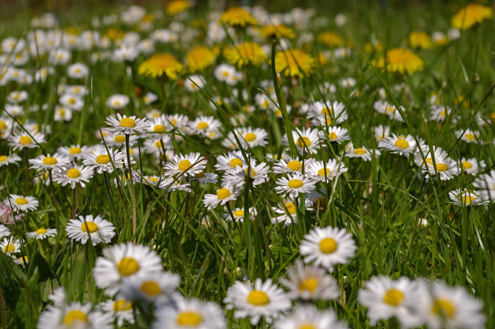 Pentax *ist DL2 sample photo. Spring meadow, meadow, spring photography
