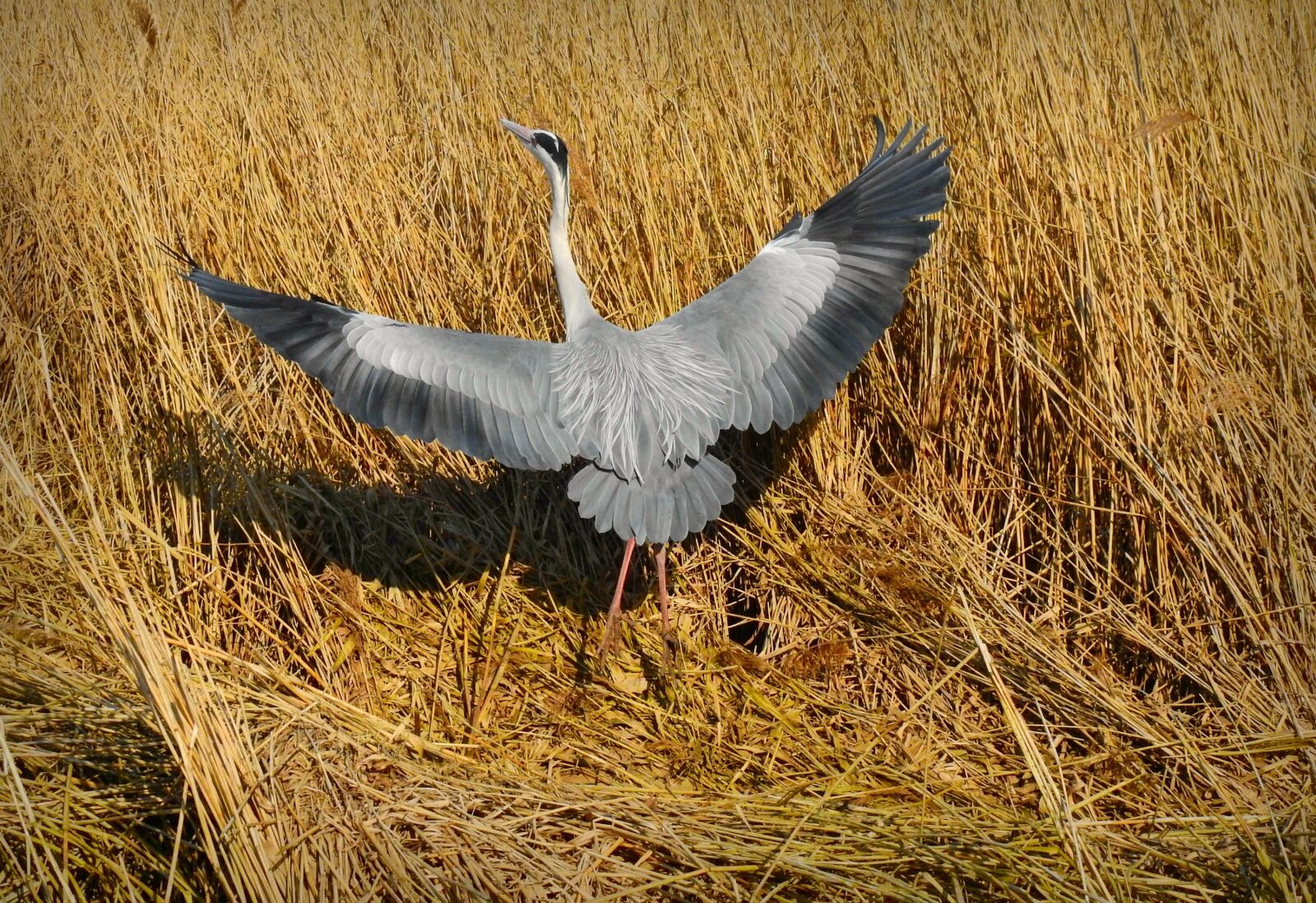 Nikon Coolpix P900 sample photo. Heron, bird, animal photography