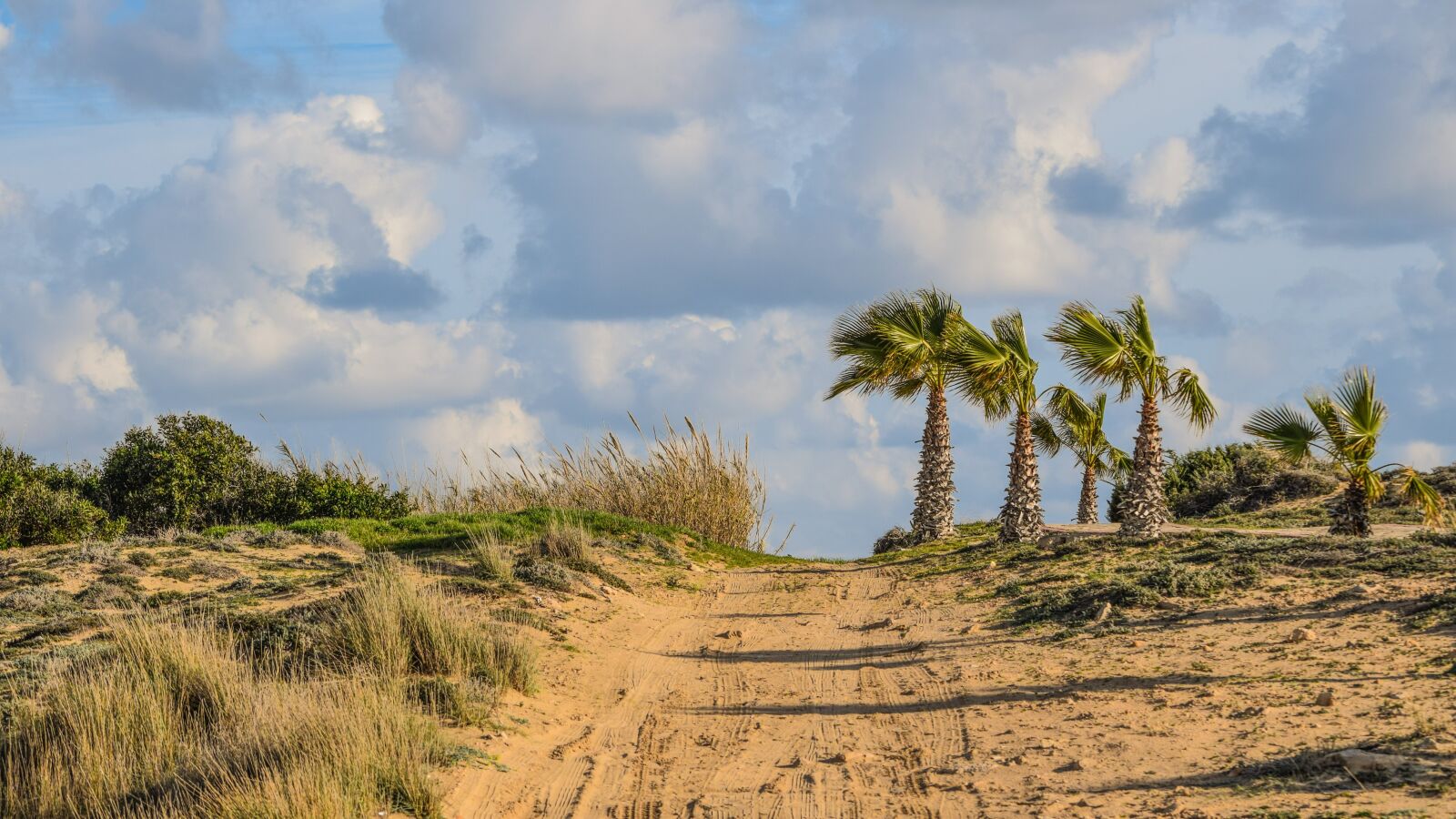 Nikon D3300 sample photo. Dirt road, palm trees photography