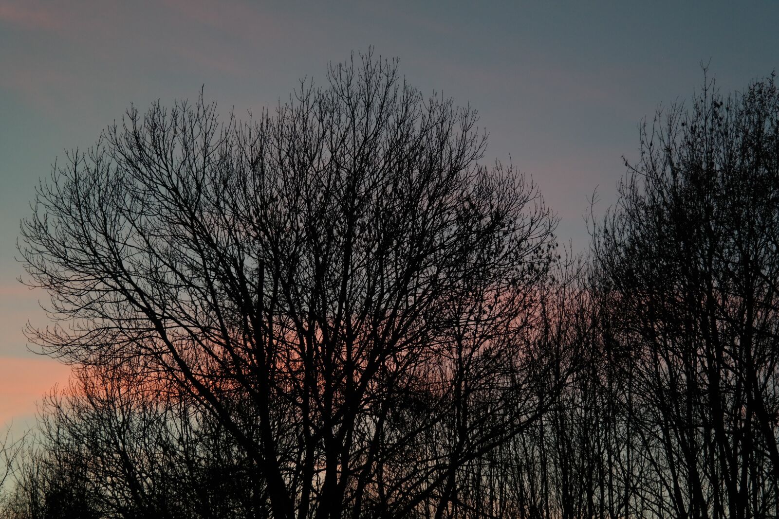 Samsung NX300 sample photo. Trees, aesthetic, sunset photography