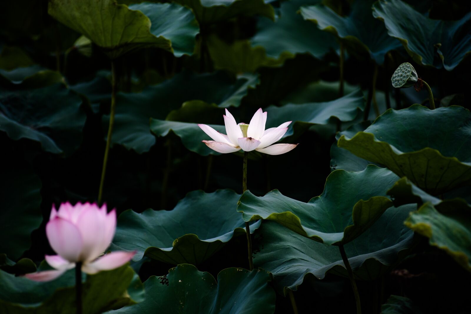Nikon D810 sample photo. Lotus, summer, canton photography