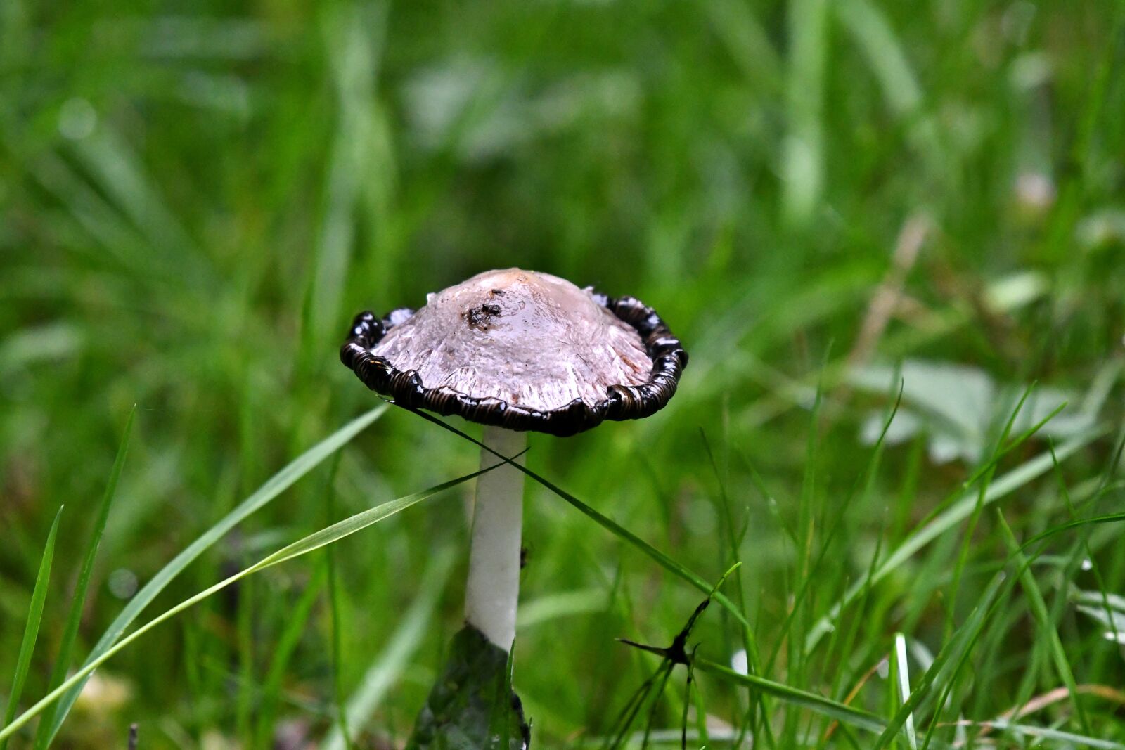 Nikon D500 sample photo. Mushroom, mold, moisture photography