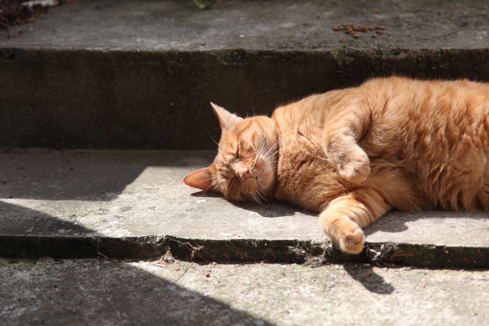 Canon EOS 5D Mark II sample photo. Cat, roux, striped photography