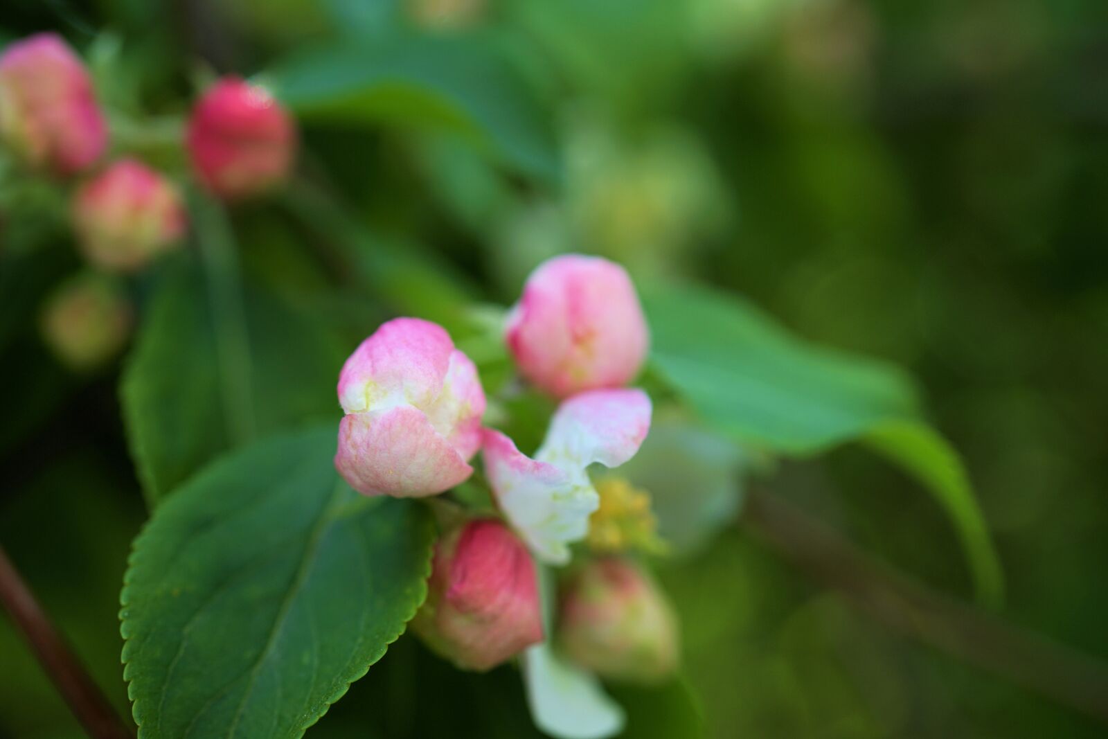 Sony a7 II + Sony FE 50mm F2.8 Macro sample photo. Cherry blossom, cherry flower photography