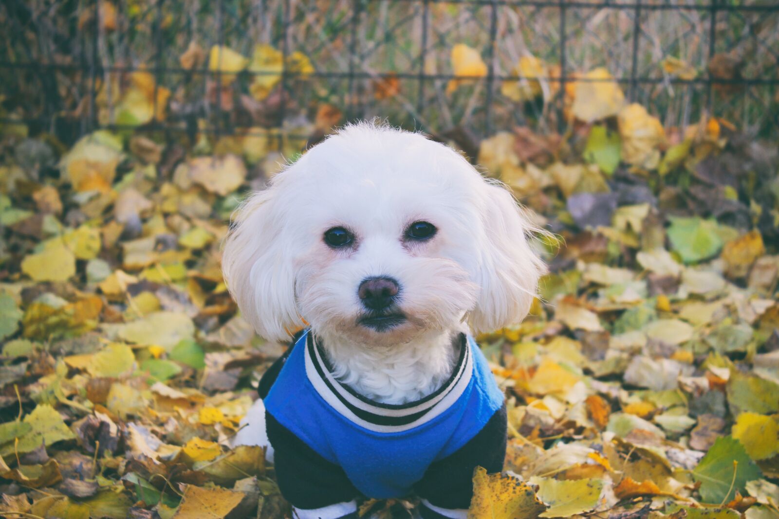 Canon EOS 600D (Rebel EOS T3i / EOS Kiss X5) sample photo. Maltese dog, dog, white photography
