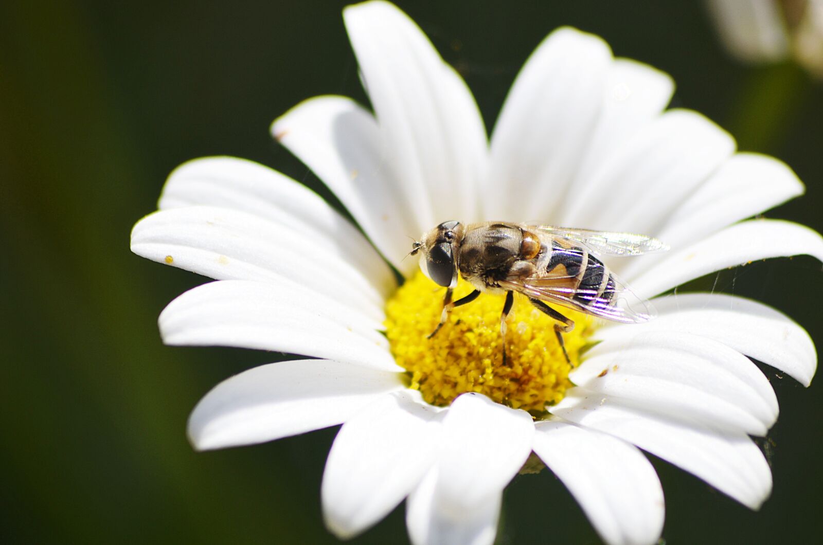 Nikon D5100 sample photo. Bee, flower, insects photography
