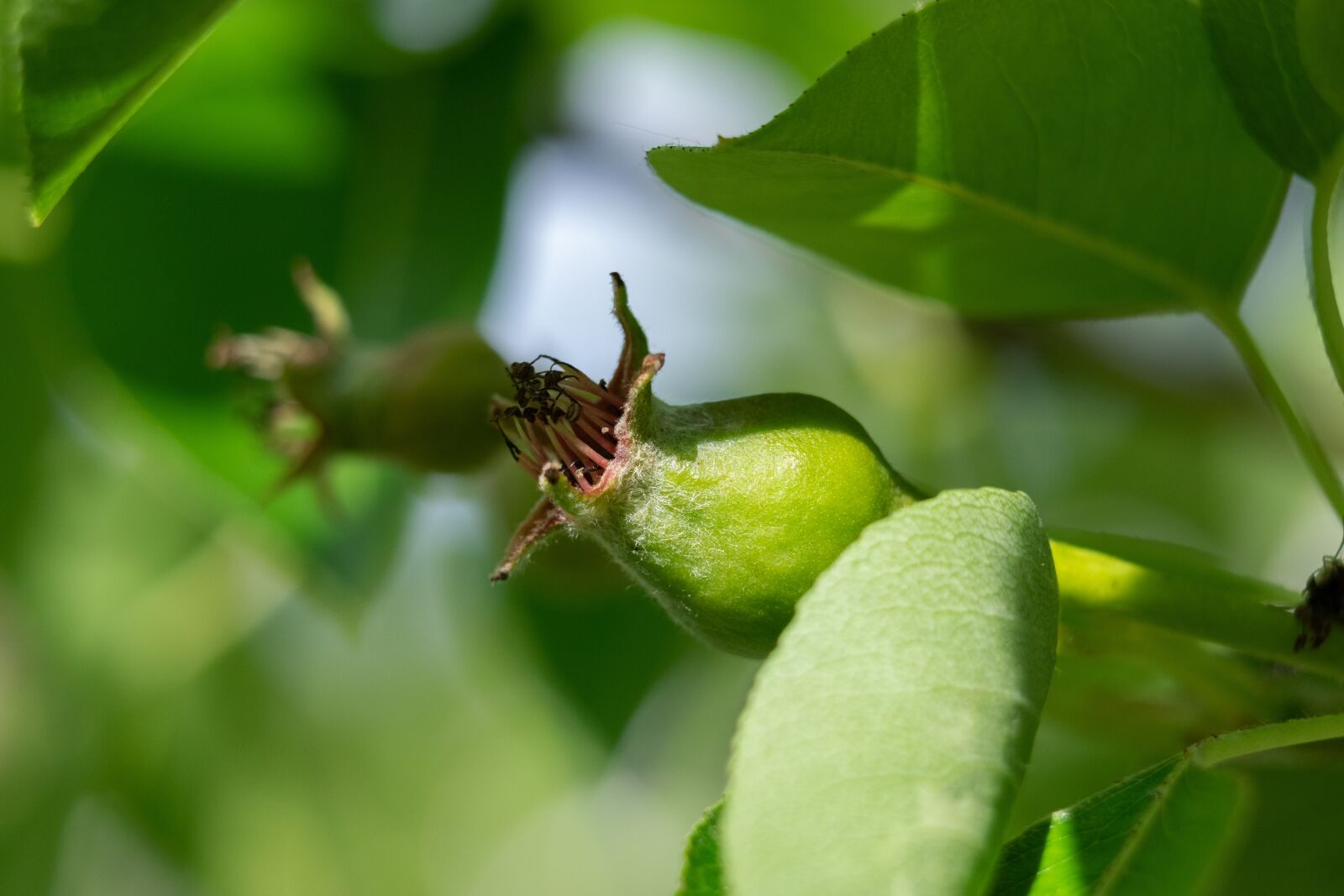 Nikon D3300 sample photo. Pear, fruit tree, green photography
