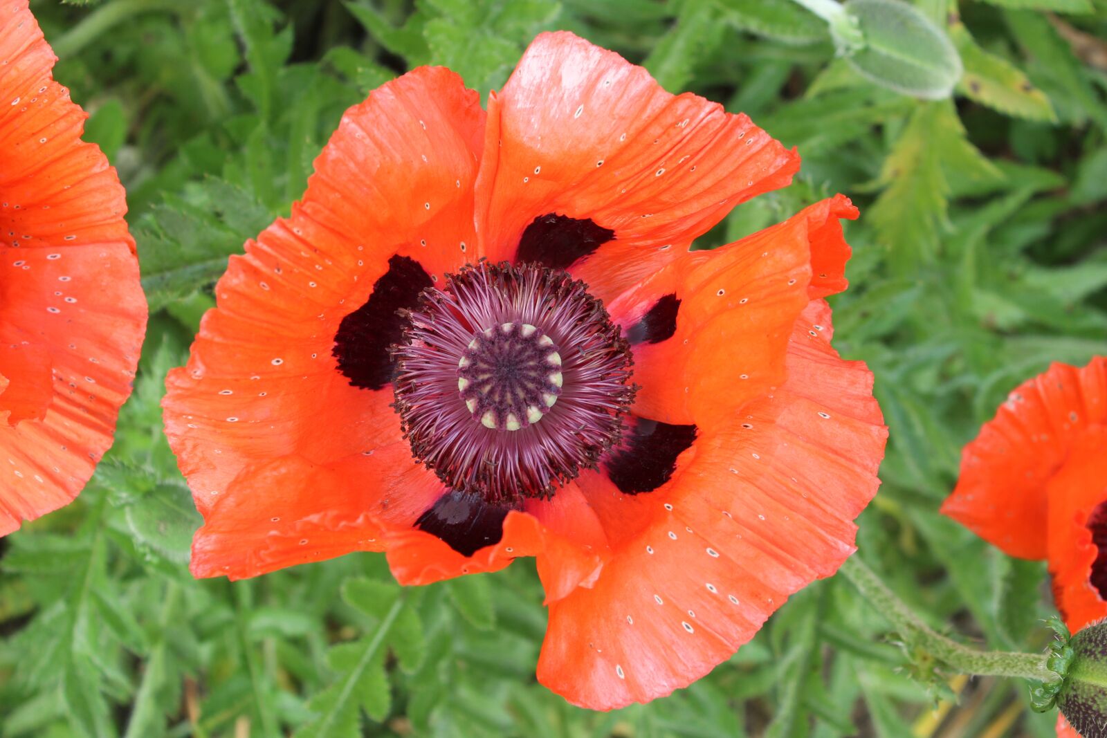 Canon EOS 600D (Rebel EOS T3i / EOS Kiss X5) sample photo. Poppy, flower, red poppy photography