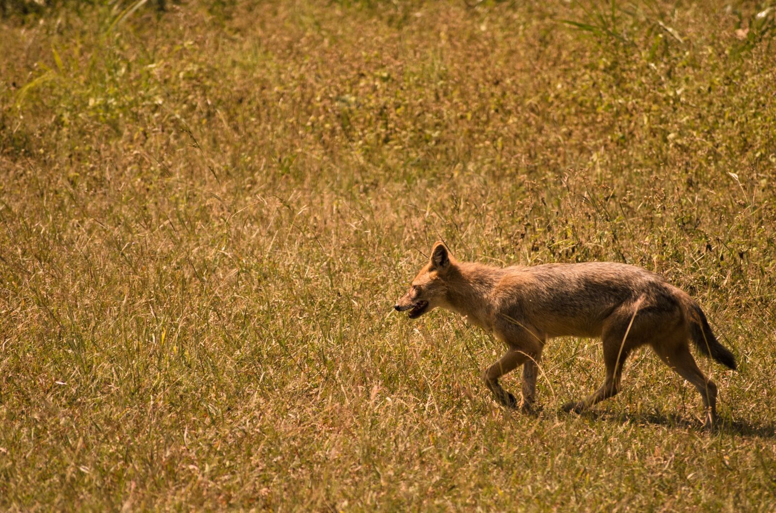 Nikon D60 sample photo. Wildlife, wild dog, fauna photography