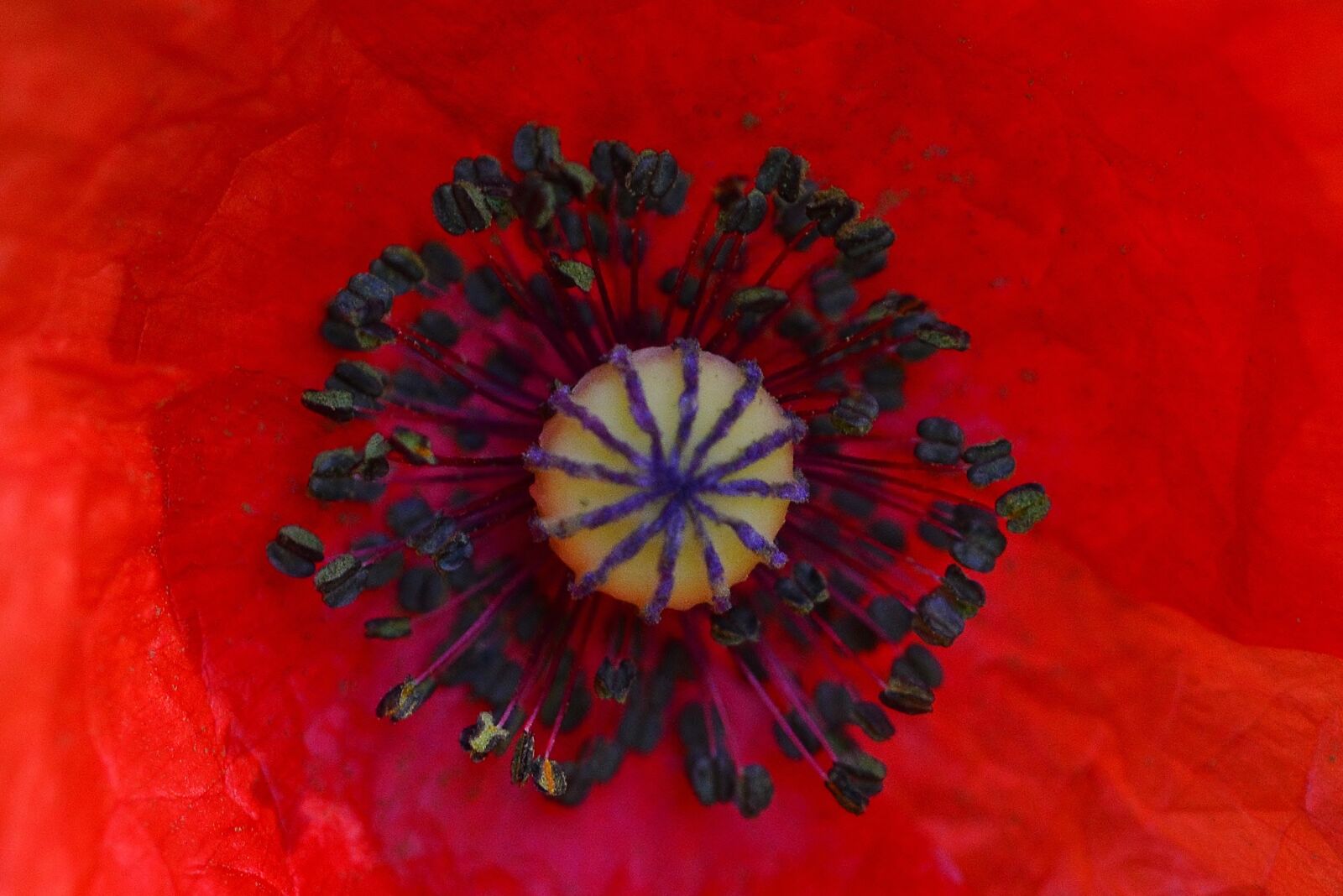 Nikon D5200 sample photo. Poppy, blossom, bloom photography