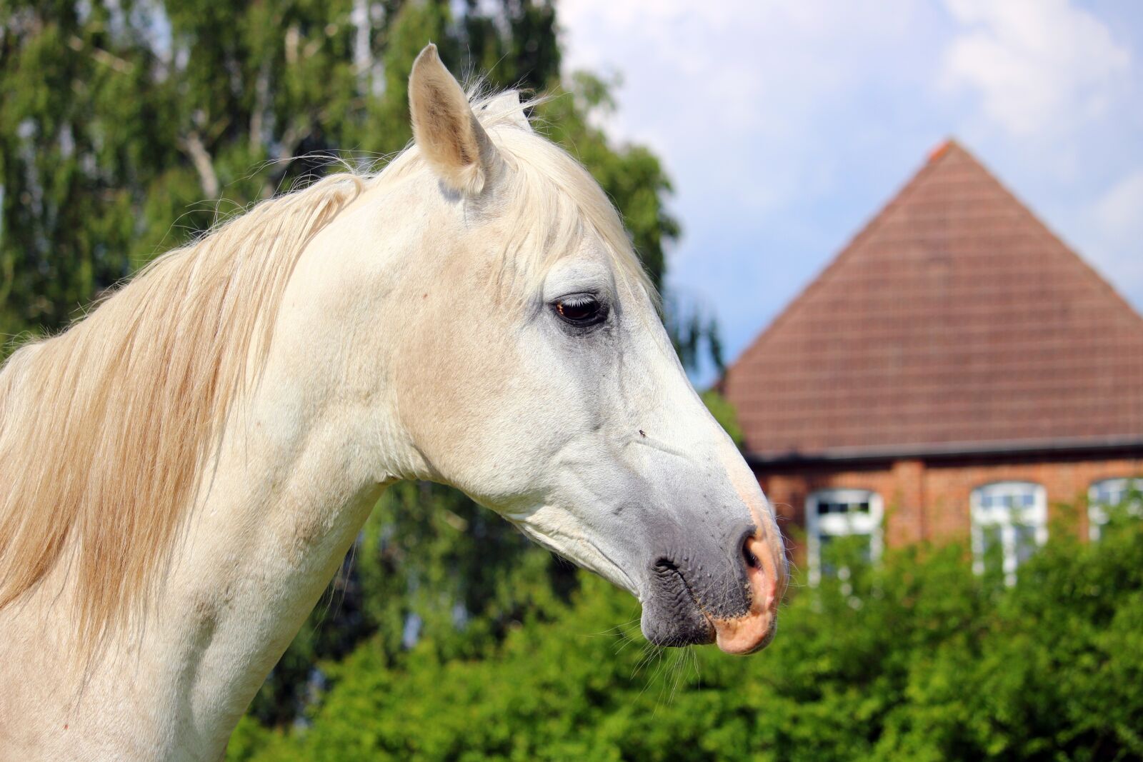Canon EOS 100D (EOS Rebel SL1 / EOS Kiss X7) sample photo. Horse, mold, thoroughbred arabian photography