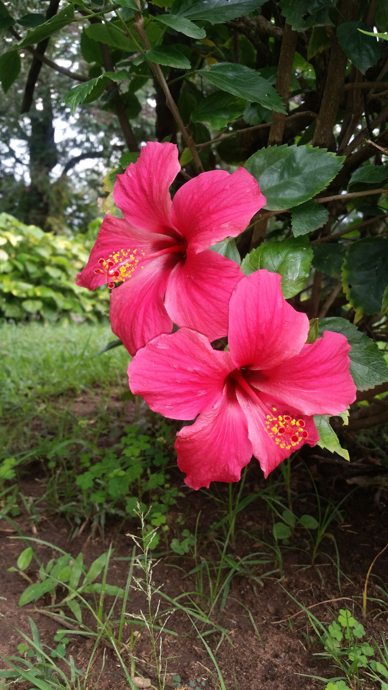 Samsung Galaxy S5 sample photo. Flowers, nature, plant photography