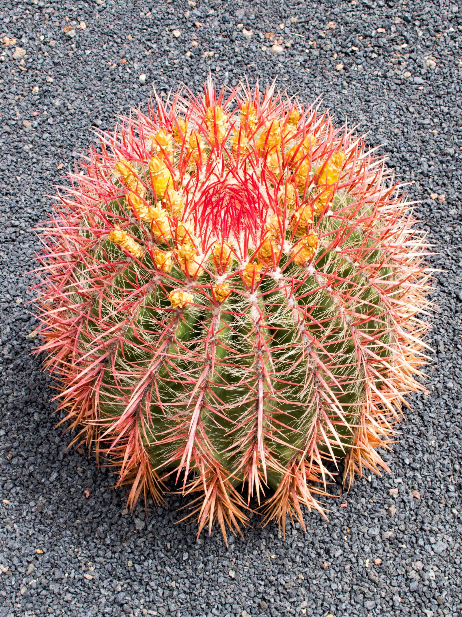 Nikon D5300 sample photo. Jardin de cactus, cactus photography