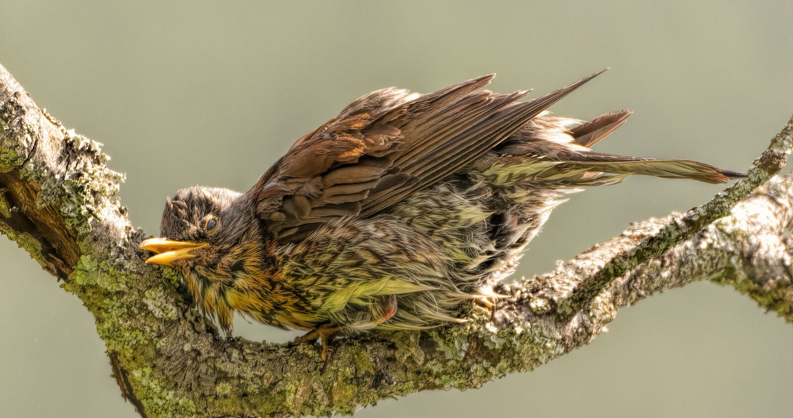 Nikon D7200 sample photo. Bird, animal, wildlife photography