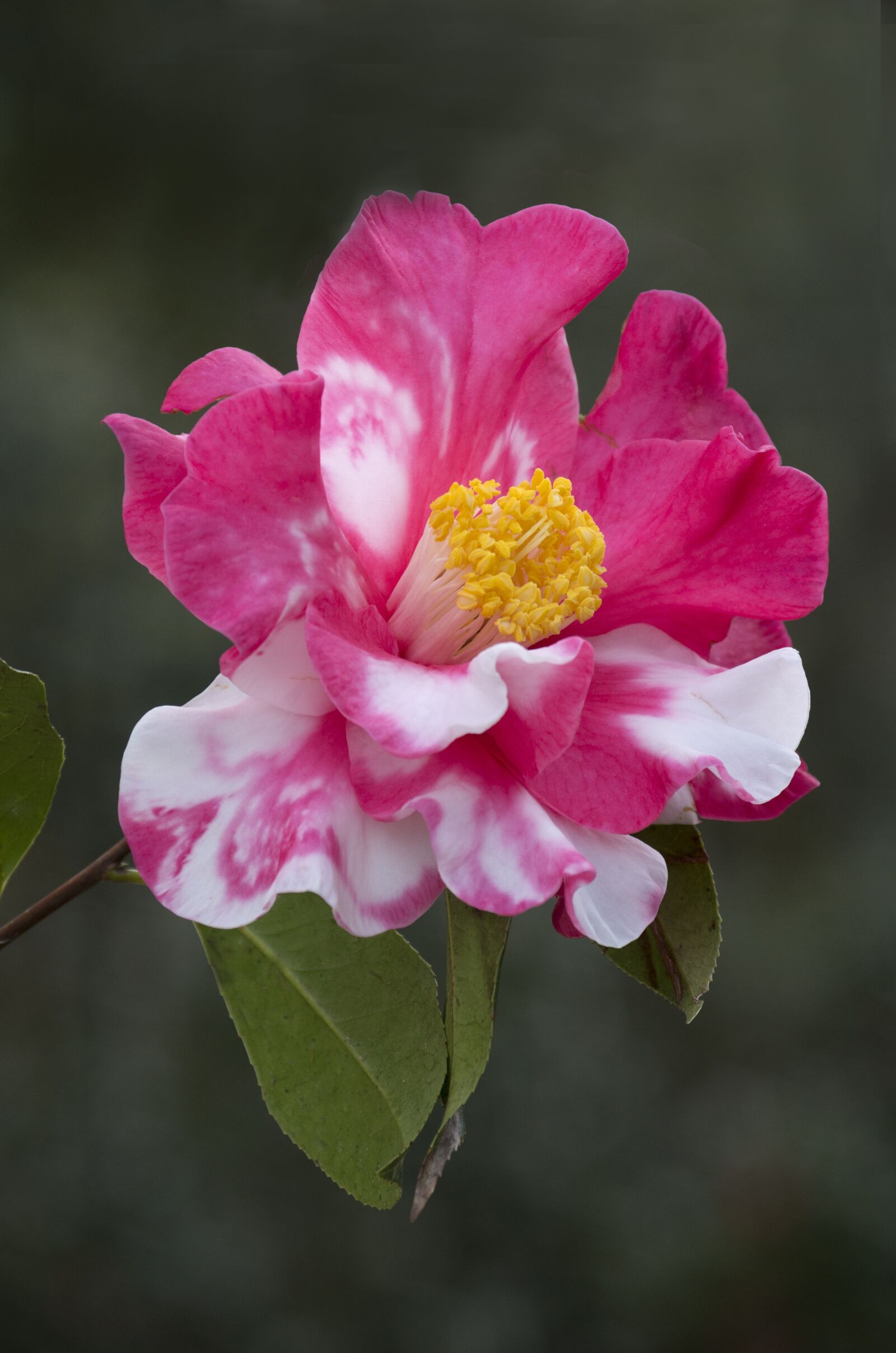 smc PENTAX-DA L 50-200mm F4-5.6 ED sample photo. Flower, bloom, pink flower photography