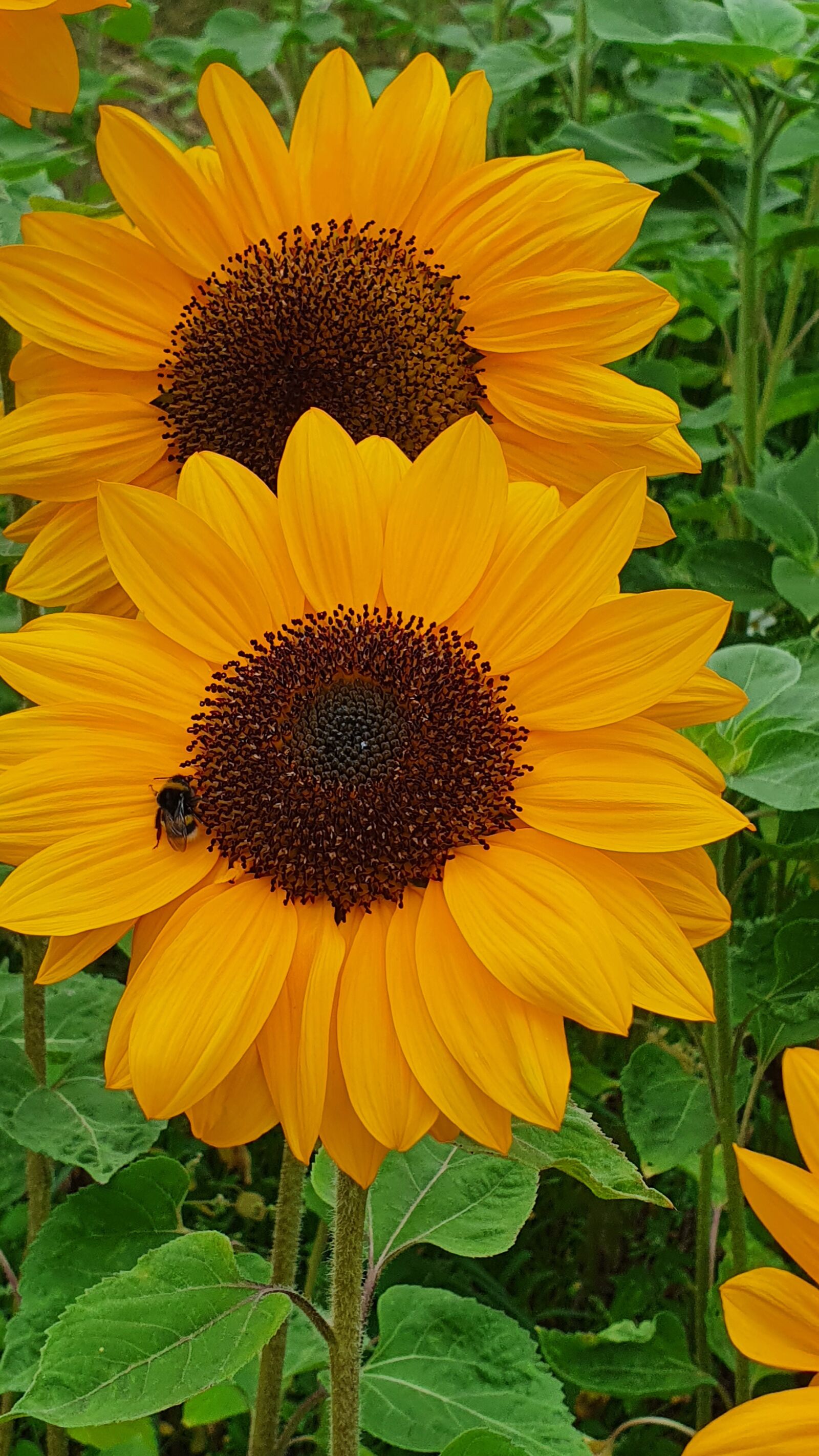 Samsung Galaxy S10 sample photo. Nature, sunflower, sone photography