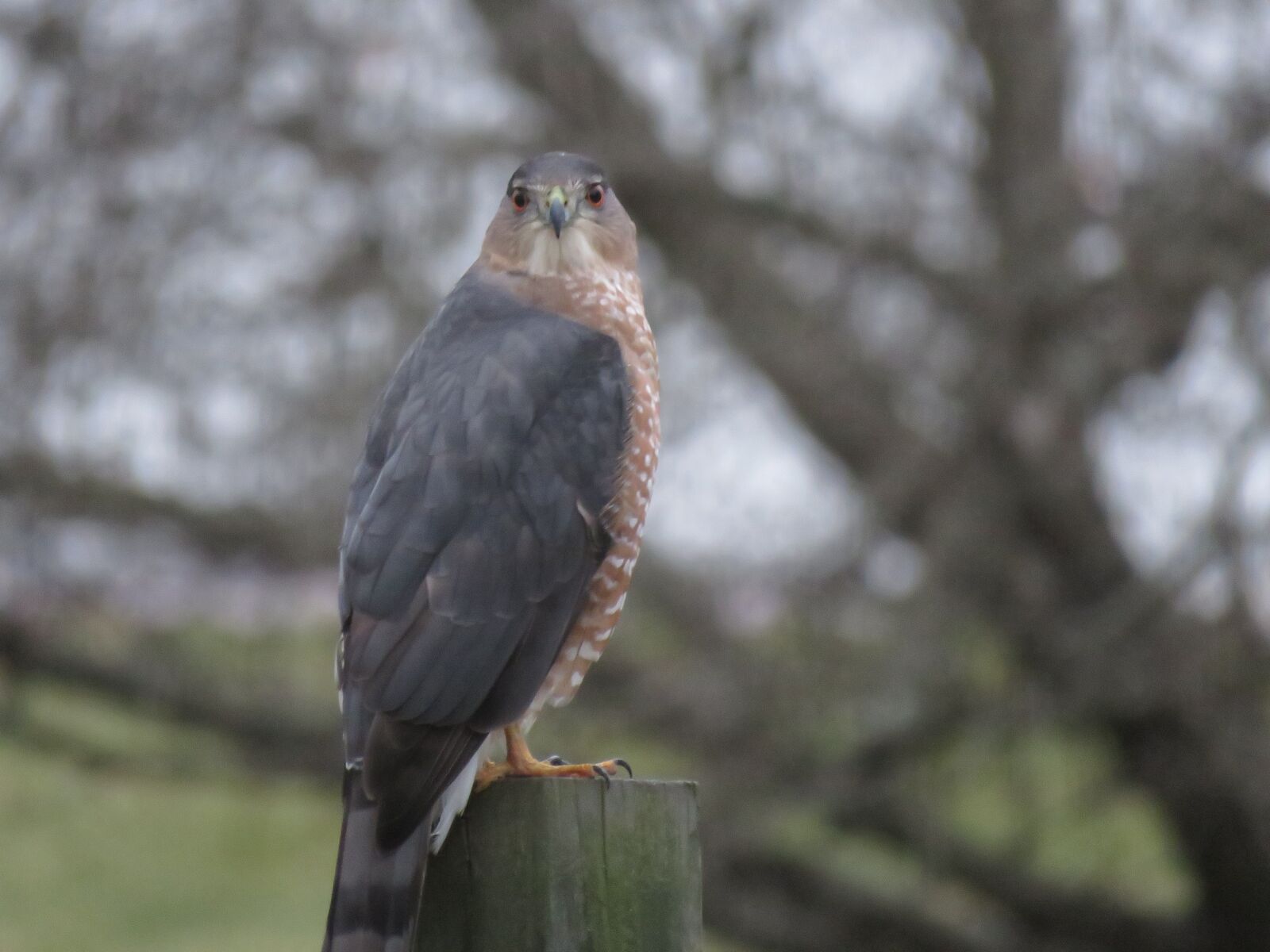 Canon PowerShot SX60 HS sample photo. Bloomsburg, pa, sharp-shinned hawk photography