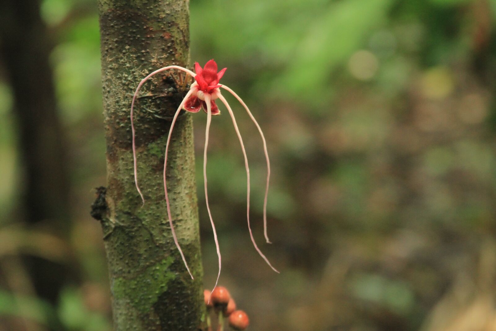 Canon EOS 7D sample photo. Forest, flower, nature photography