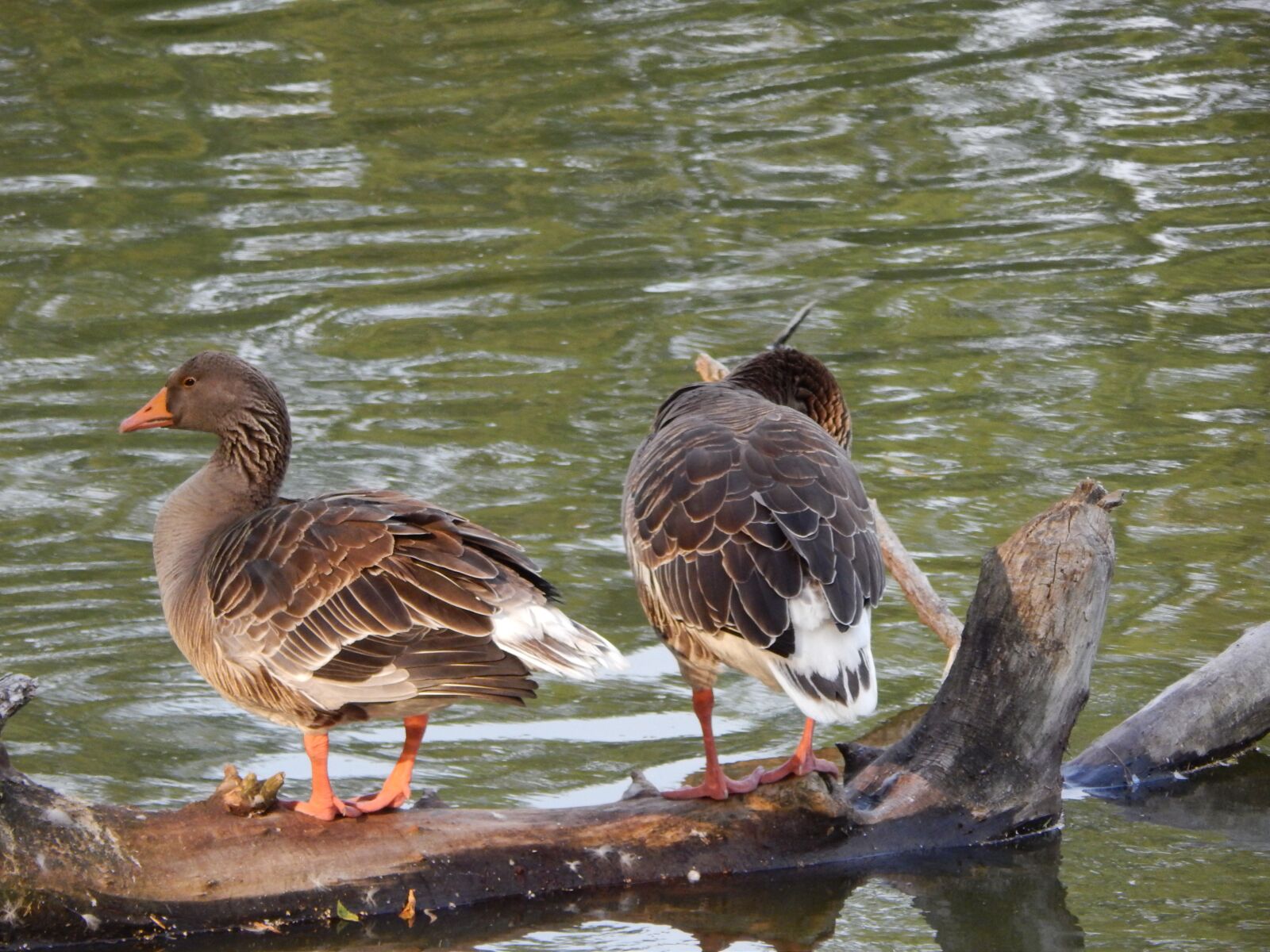 Nikon Coolpix L820 sample photo. Ducks, geese, wild birds photography