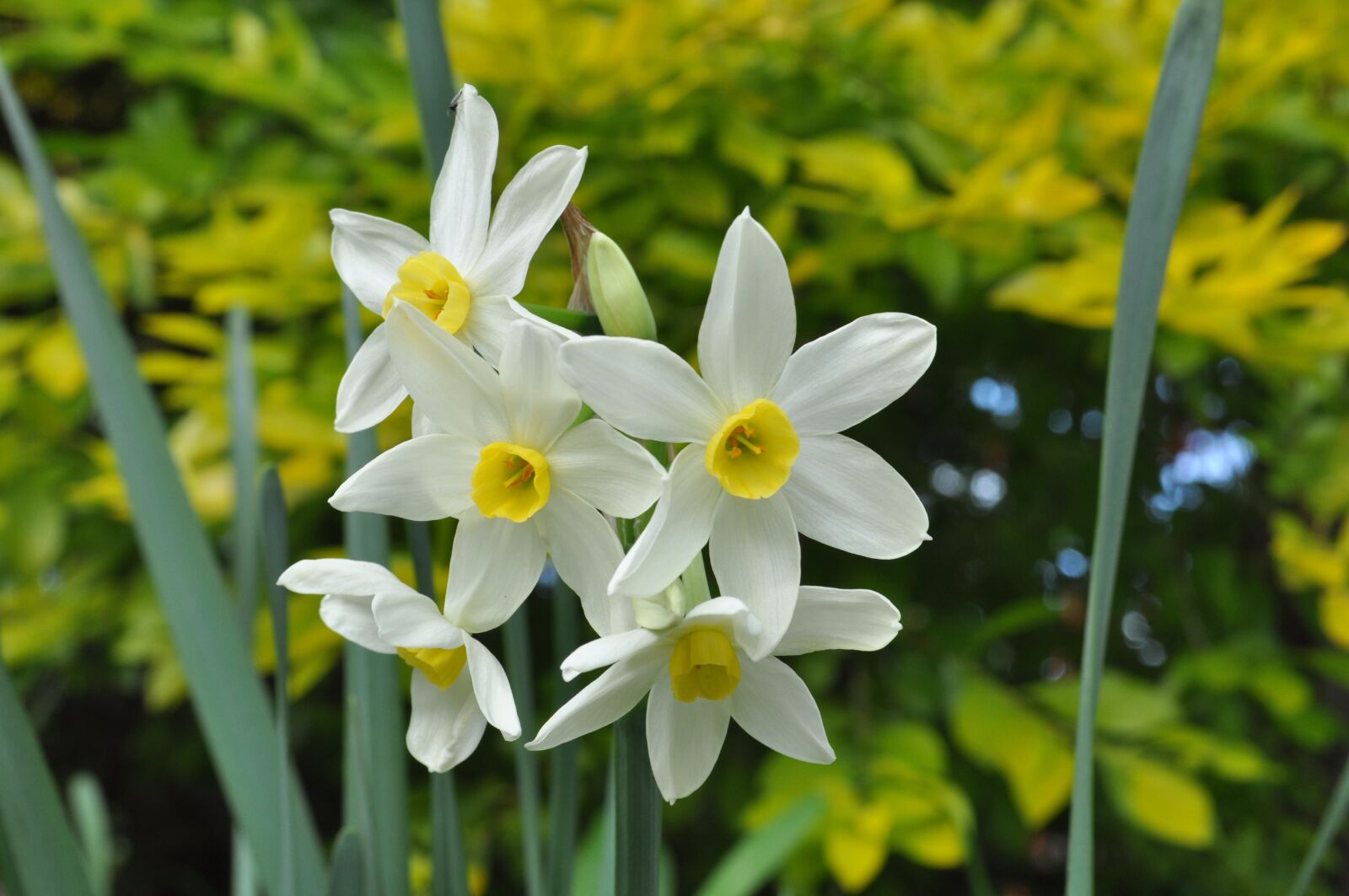 Nikon D90 sample photo. Daffodils, spring, flower photography