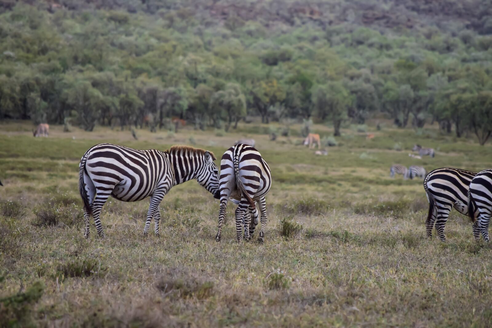 Nikon D3300 sample photo. Zebras, grazing, in photography