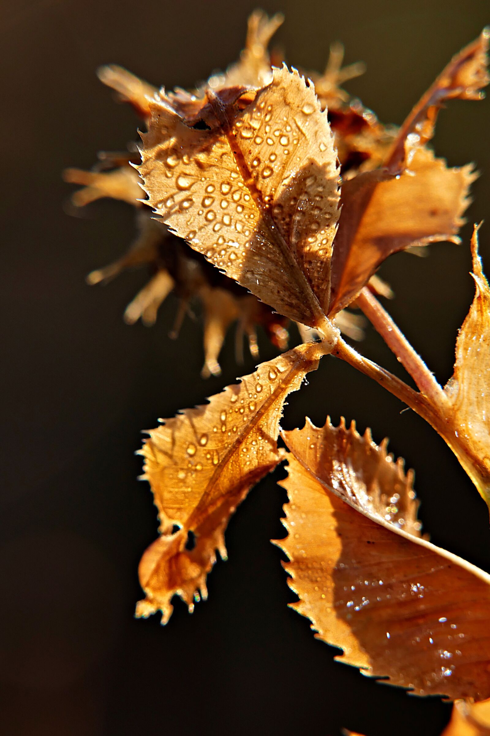 Panasonic Lumix DMC-FZ1000 sample photo. Leaves, backlighting, raindrop photography