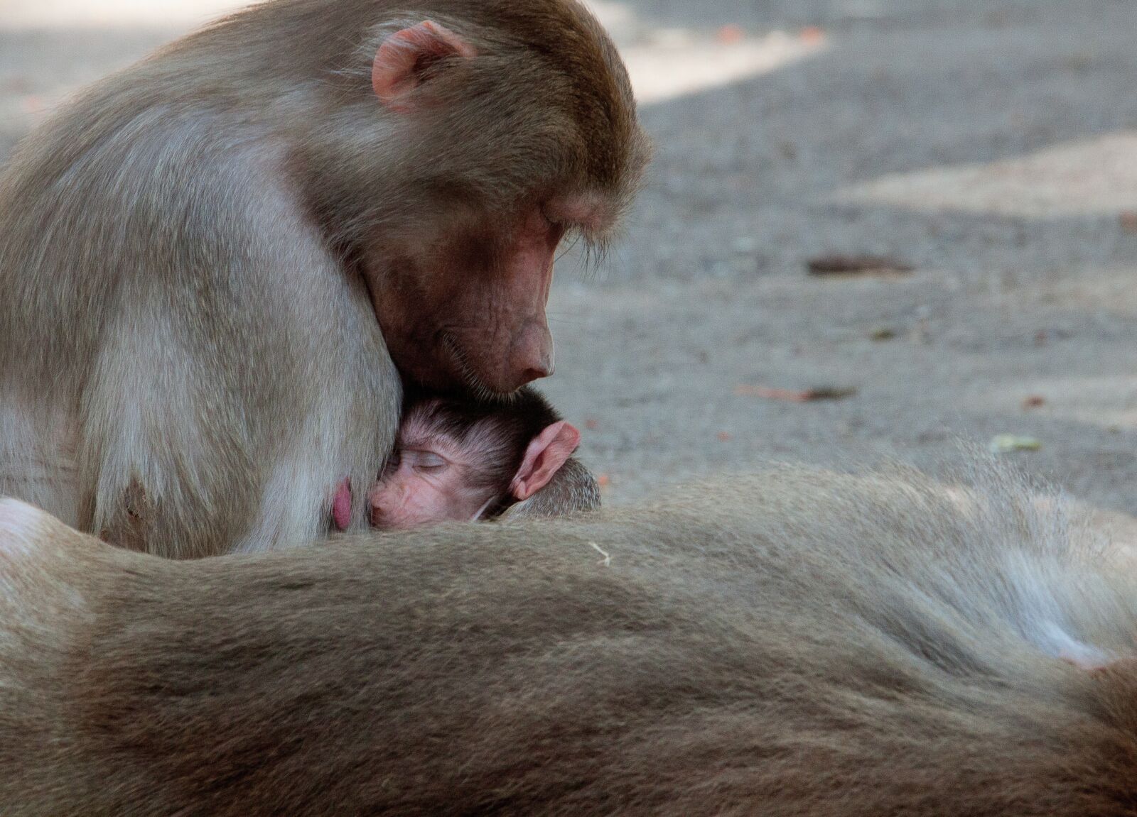 Canon EOS 50D sample photo. Monkey, primate, animal photography