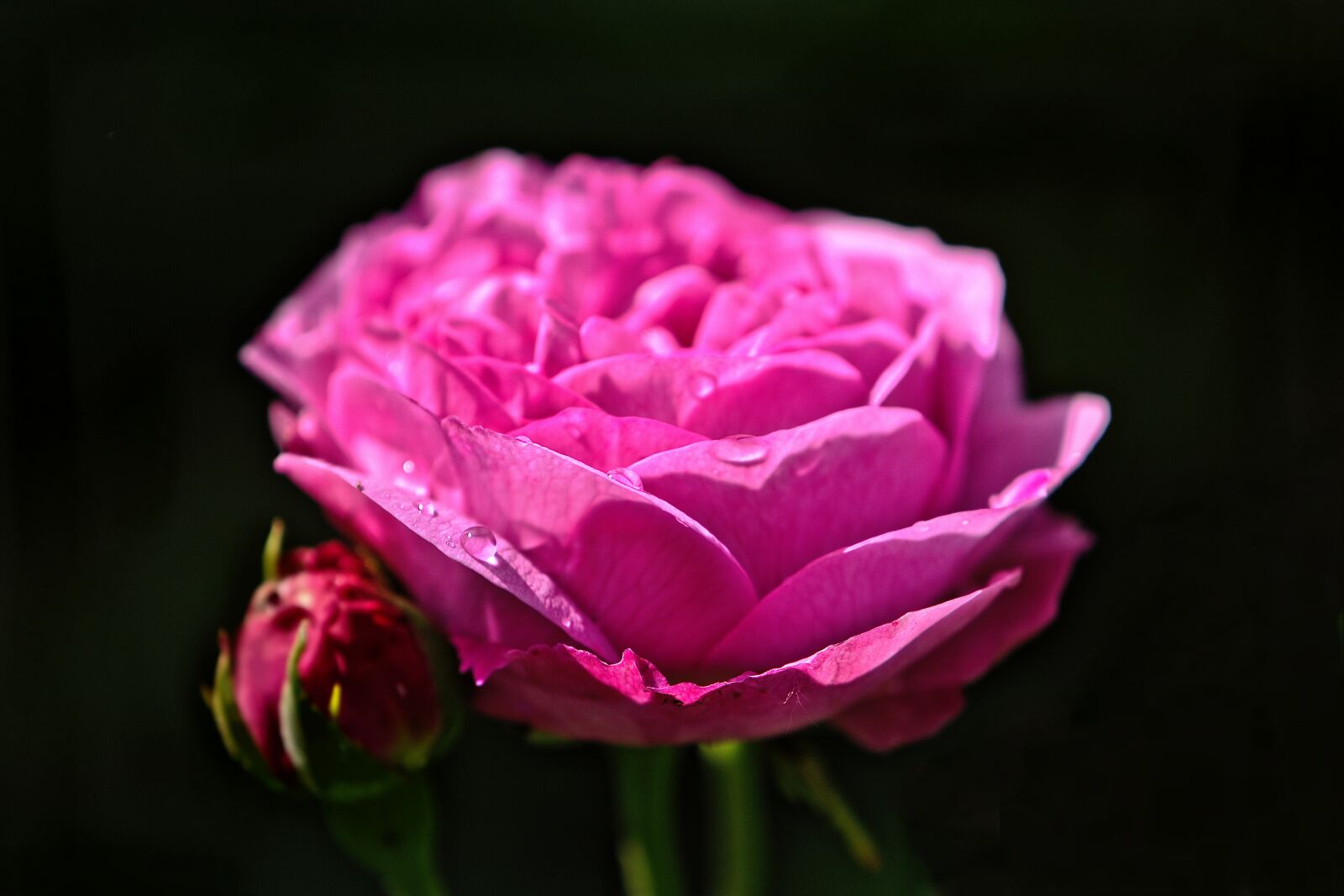 Nikon D5600 sample photo. Blossom, bloom, rose photography