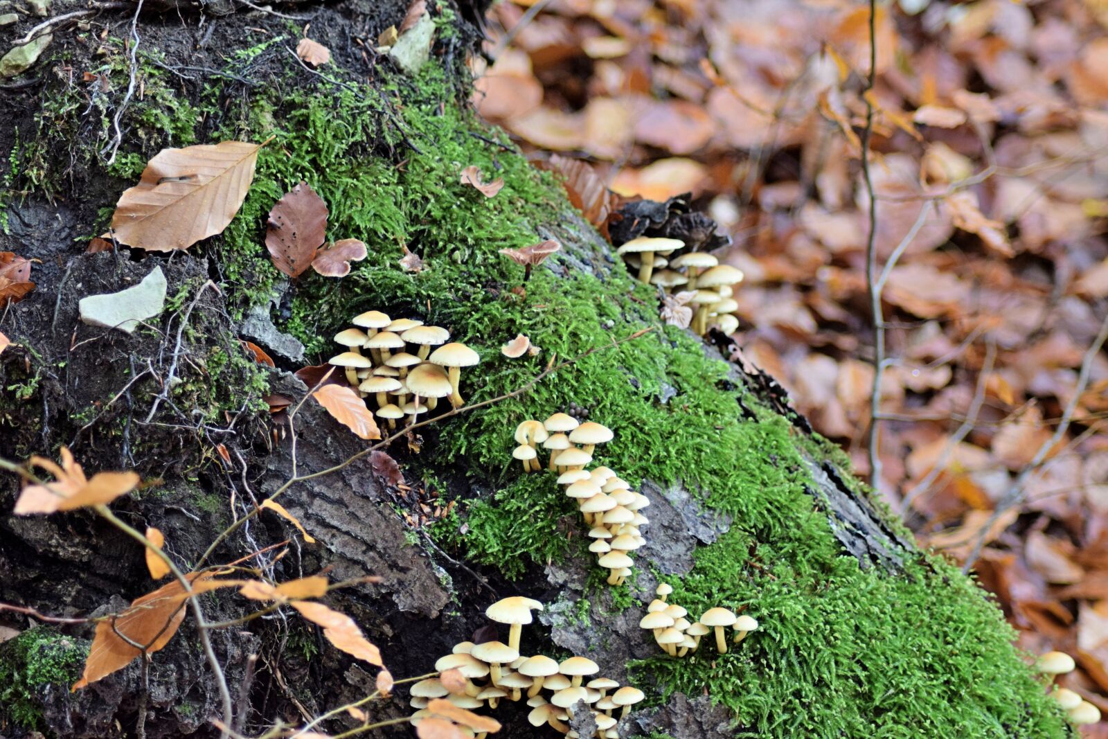Nikon D3300 sample photo. Fall foliage, mushroom, toxic photography