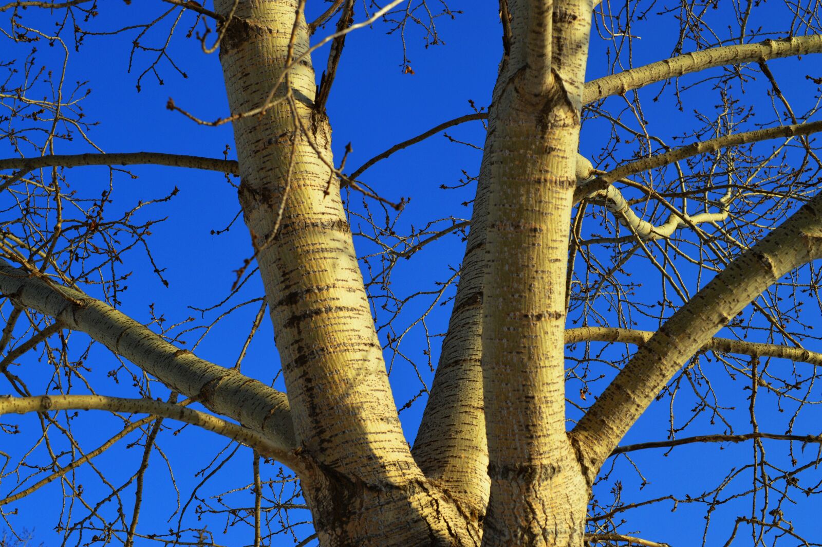 Nikon AF-S DX Micro Nikkor 40mm F2.8 sample photo. Tree, branches, blue sky photography