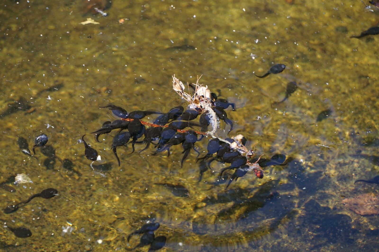 Sony a6000 sample photo. Tadpoles, lake, pond photography