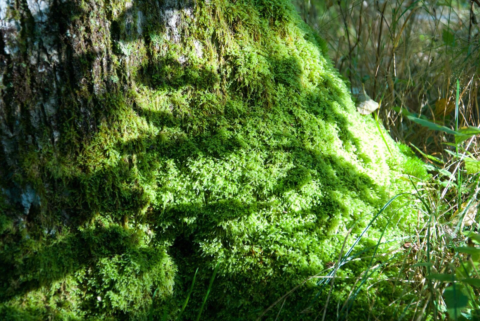 Nikon D3000 sample photo. Moss, forest, nature photography