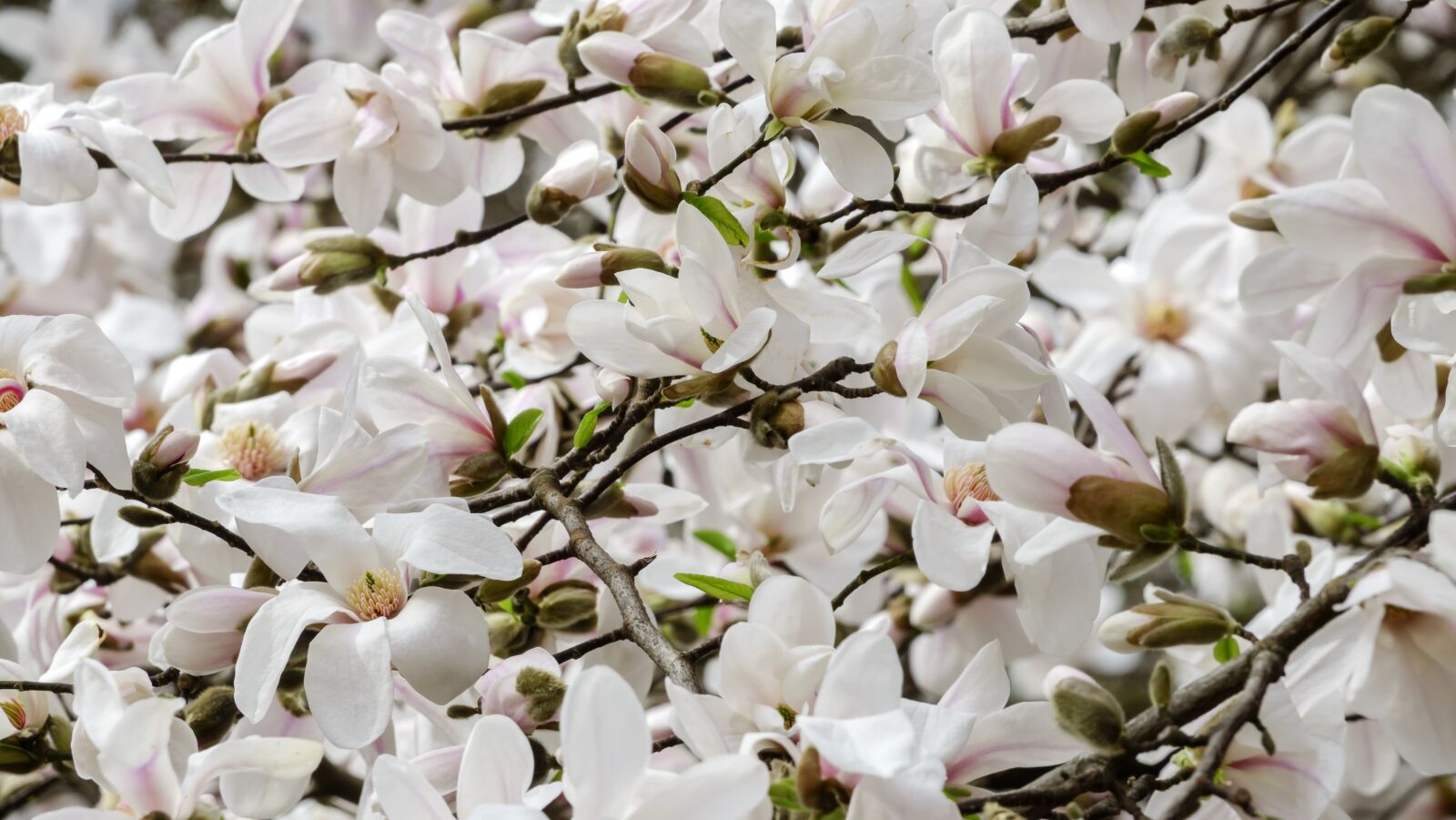 Sony Cyber-shot DSC-RX10 III sample photo. Magnolia, colour, flower photography