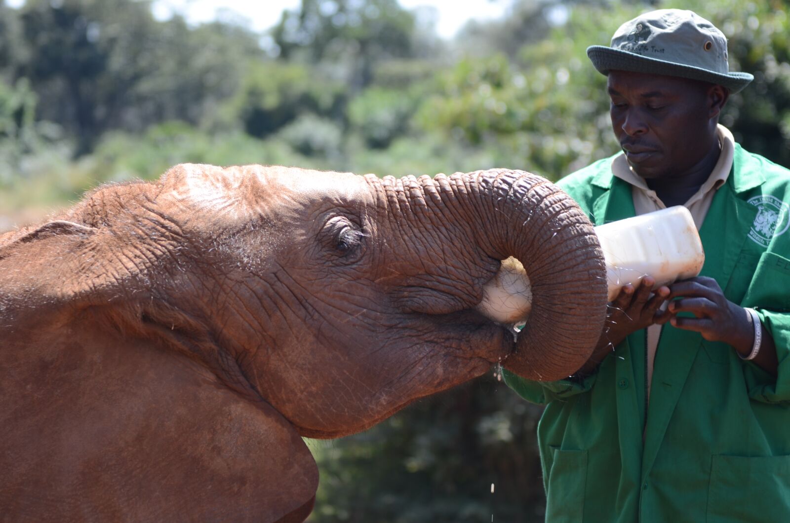 Nikon D7000 sample photo. Elephant, feeding, feed photography